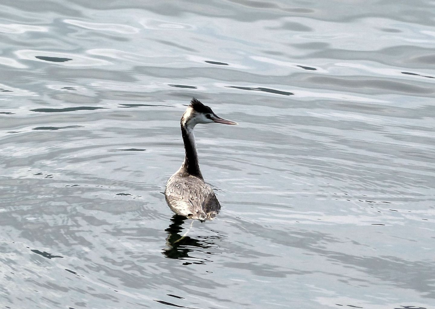 Una shilouette sul lago